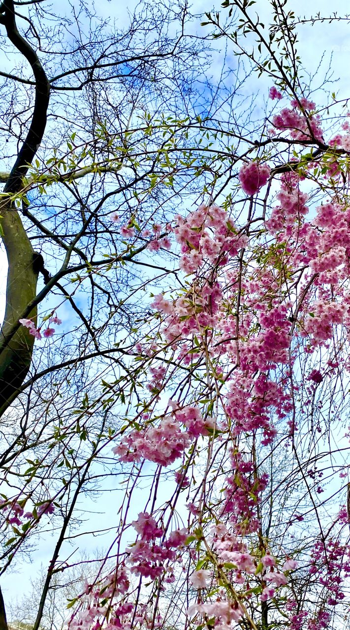 Spring blossoms from below 