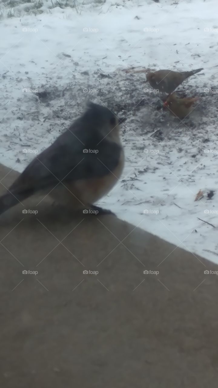 bird in snow 2