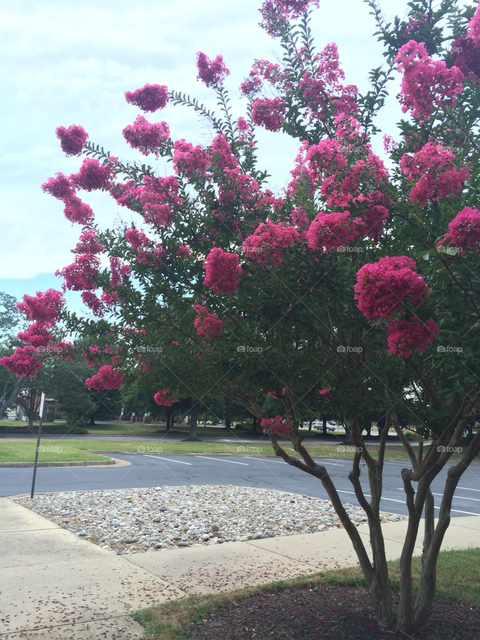 Flowering 