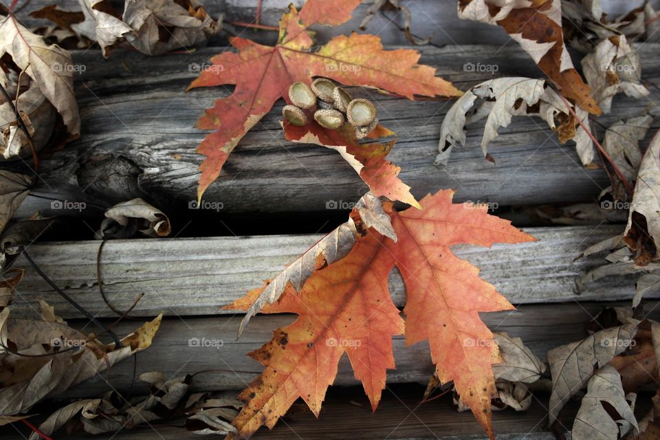 Autumn dry leaves on a wooden background 