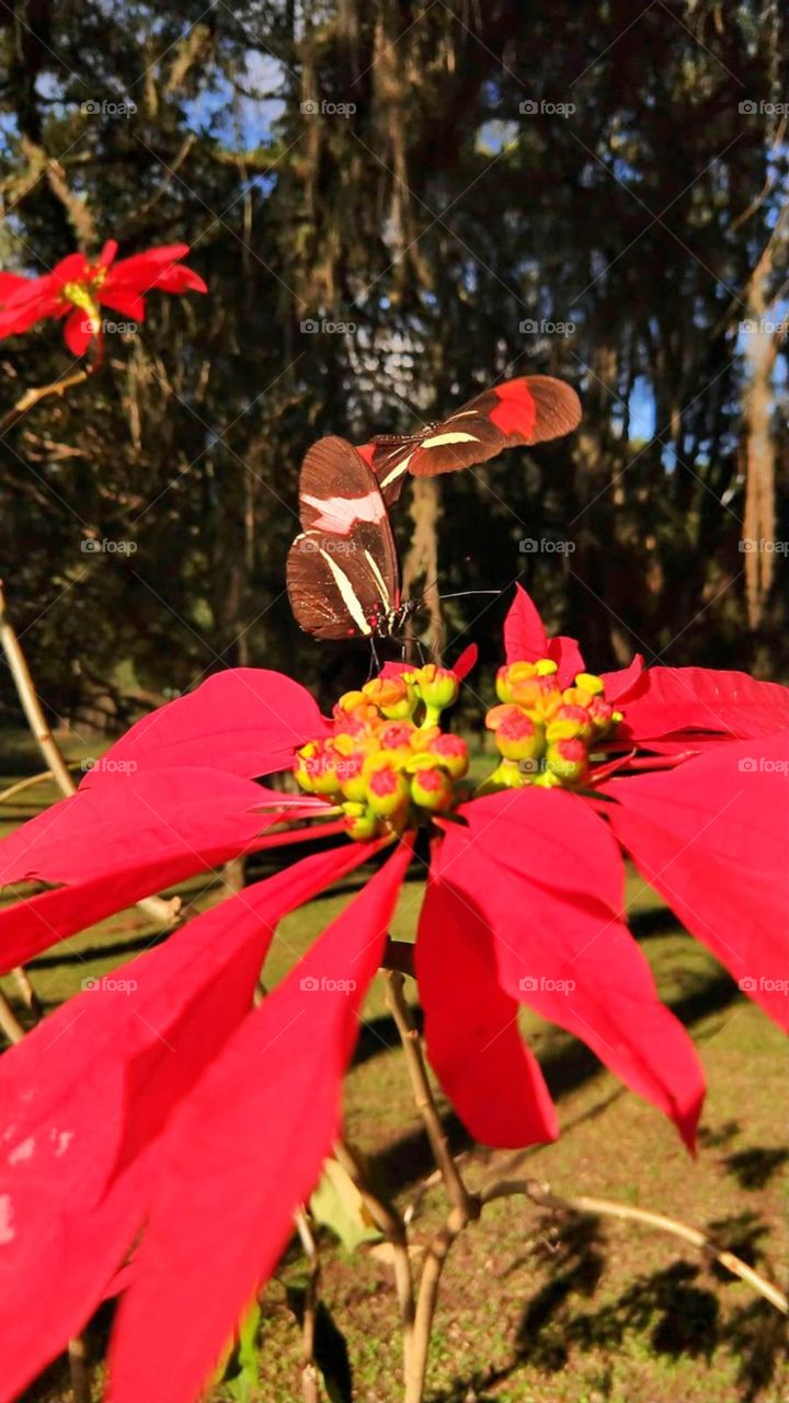 RED FLOWER- butterfly