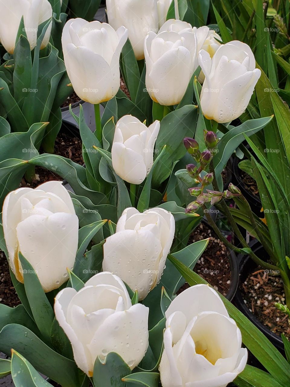 White Tulips in Bloom