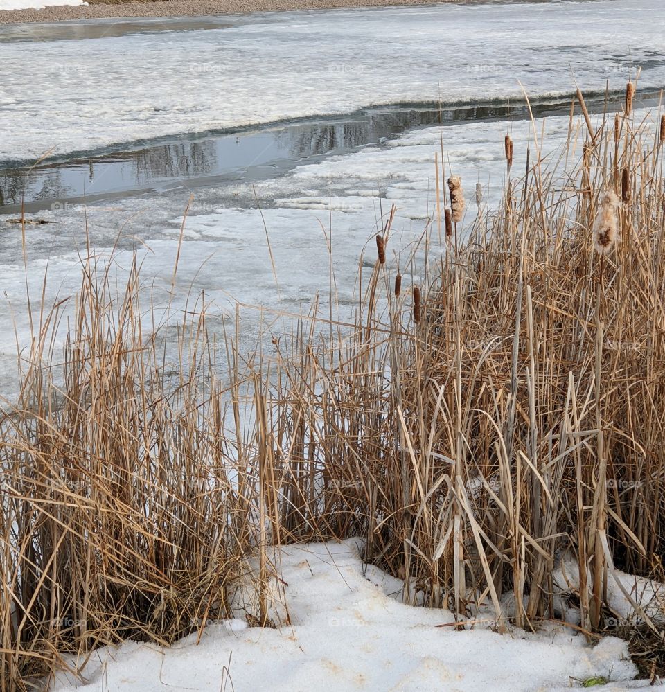 Ice melting on the pond