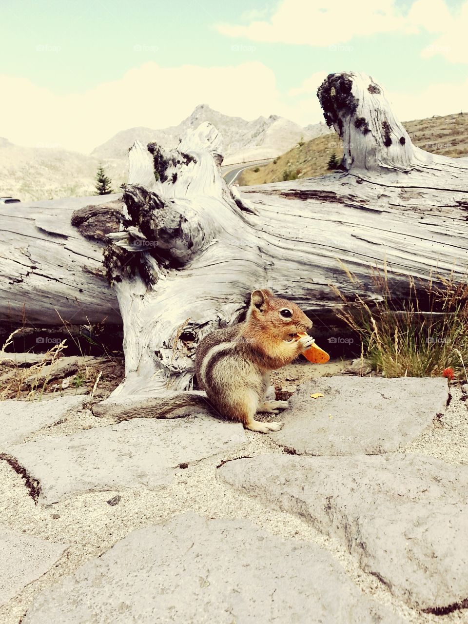 Cheekin'. Got this picture of a chipmunk while on a day trip with a friend.
