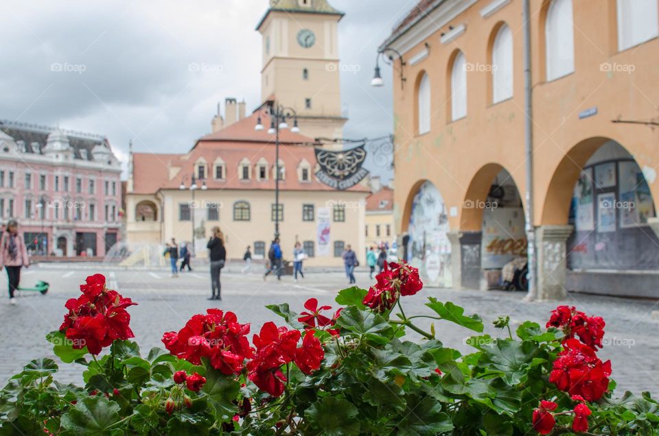 Urban nature Plants, Brașov