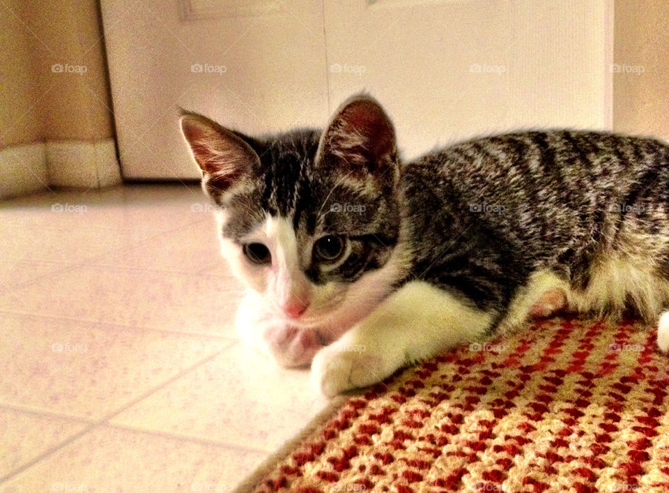 cute eyes thinking kitten by stykellee