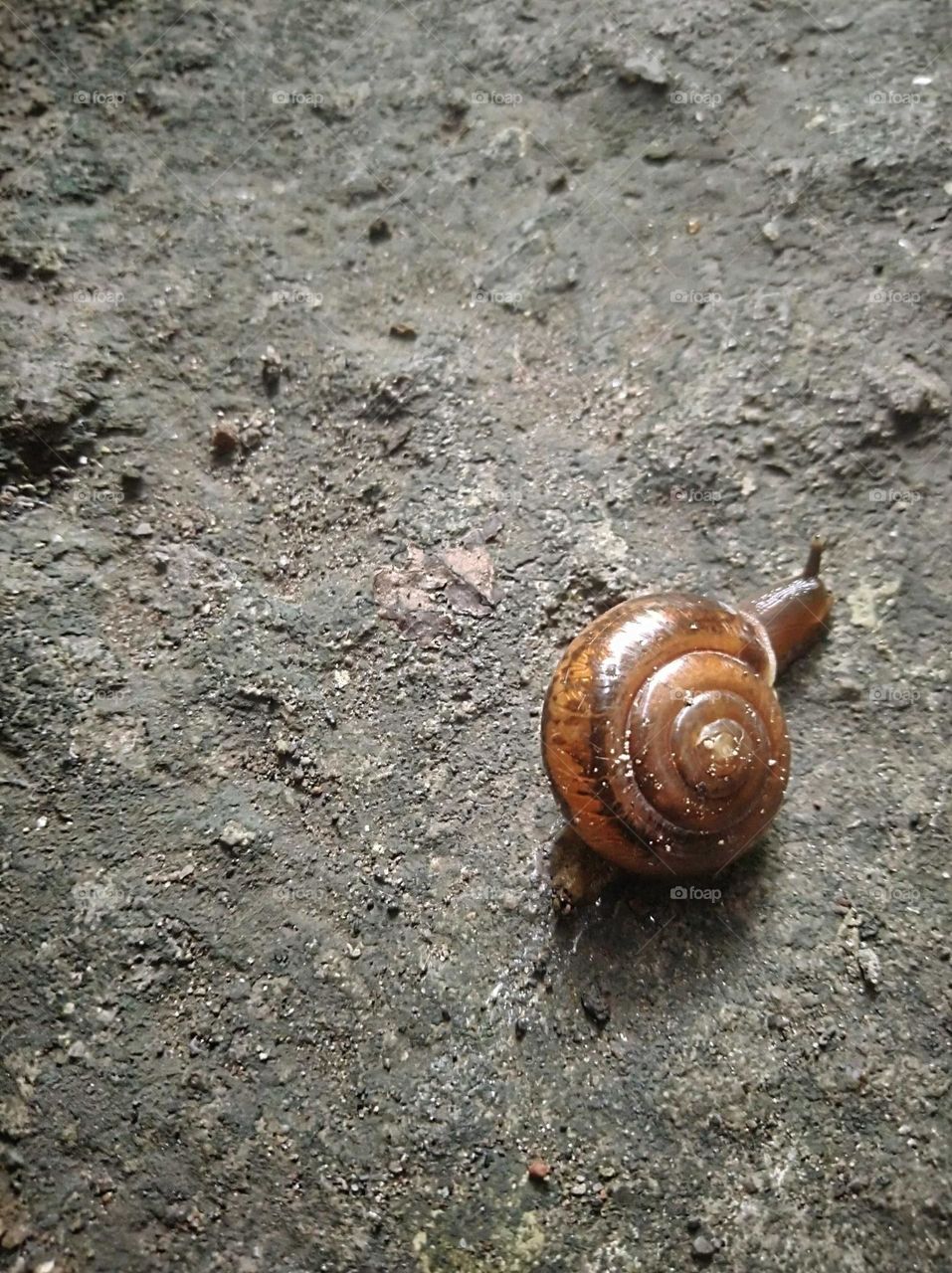 Snail