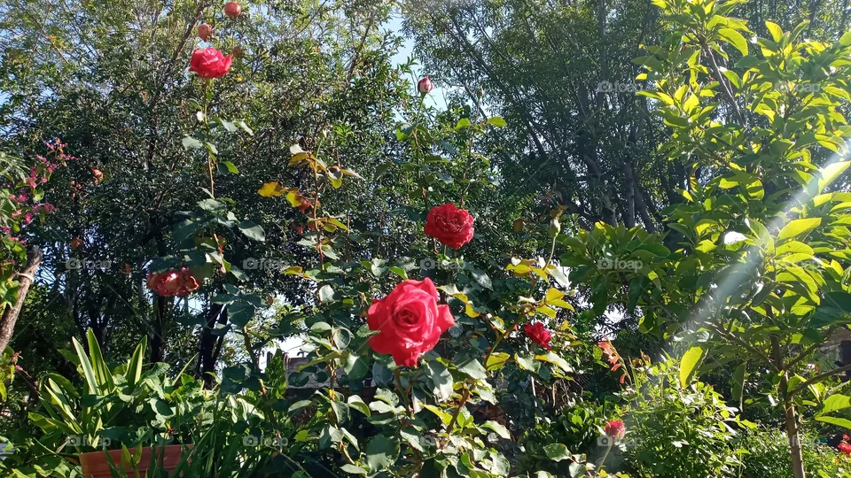 🥀💫