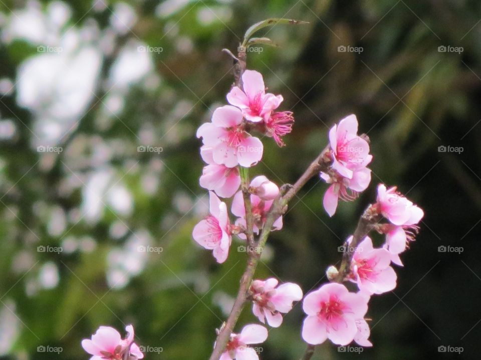 Peach flower