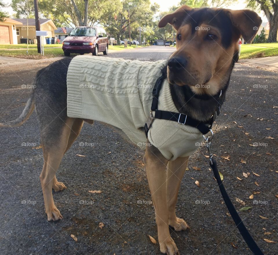 Sweater weather for dogs 