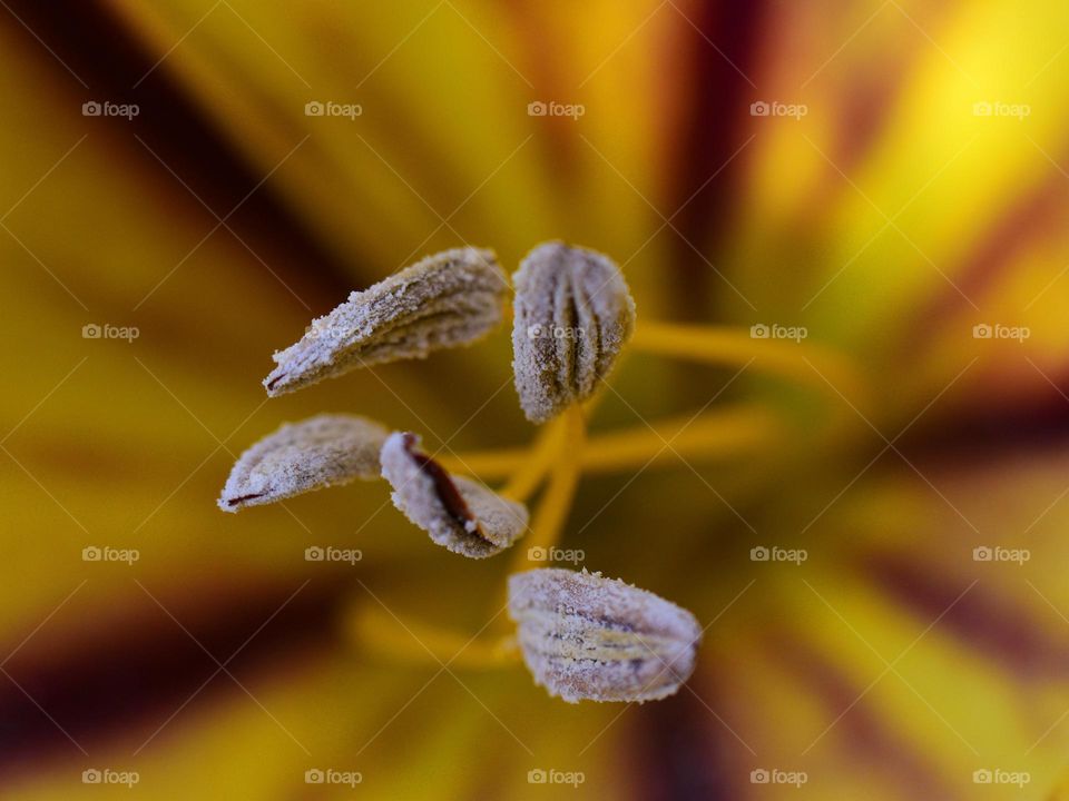 macro inside a flower