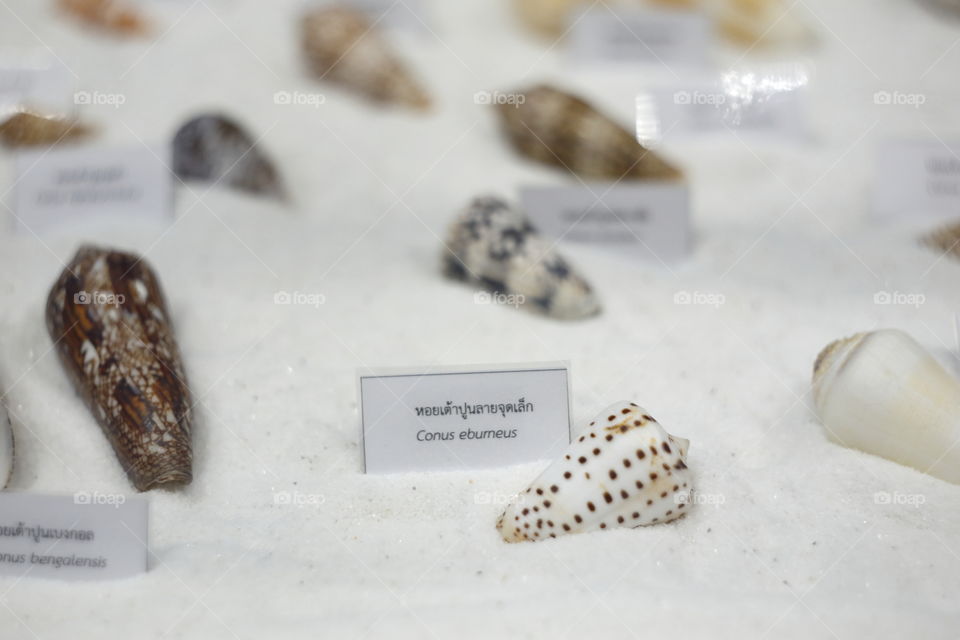 Mollusca Conus eburneus, ivory cone, is a species of sea snail, a marine gastropod mollusk in the family Conidae, the cone snails and their allies. Like all species within the genus Conus, these snails are predatory and venomous