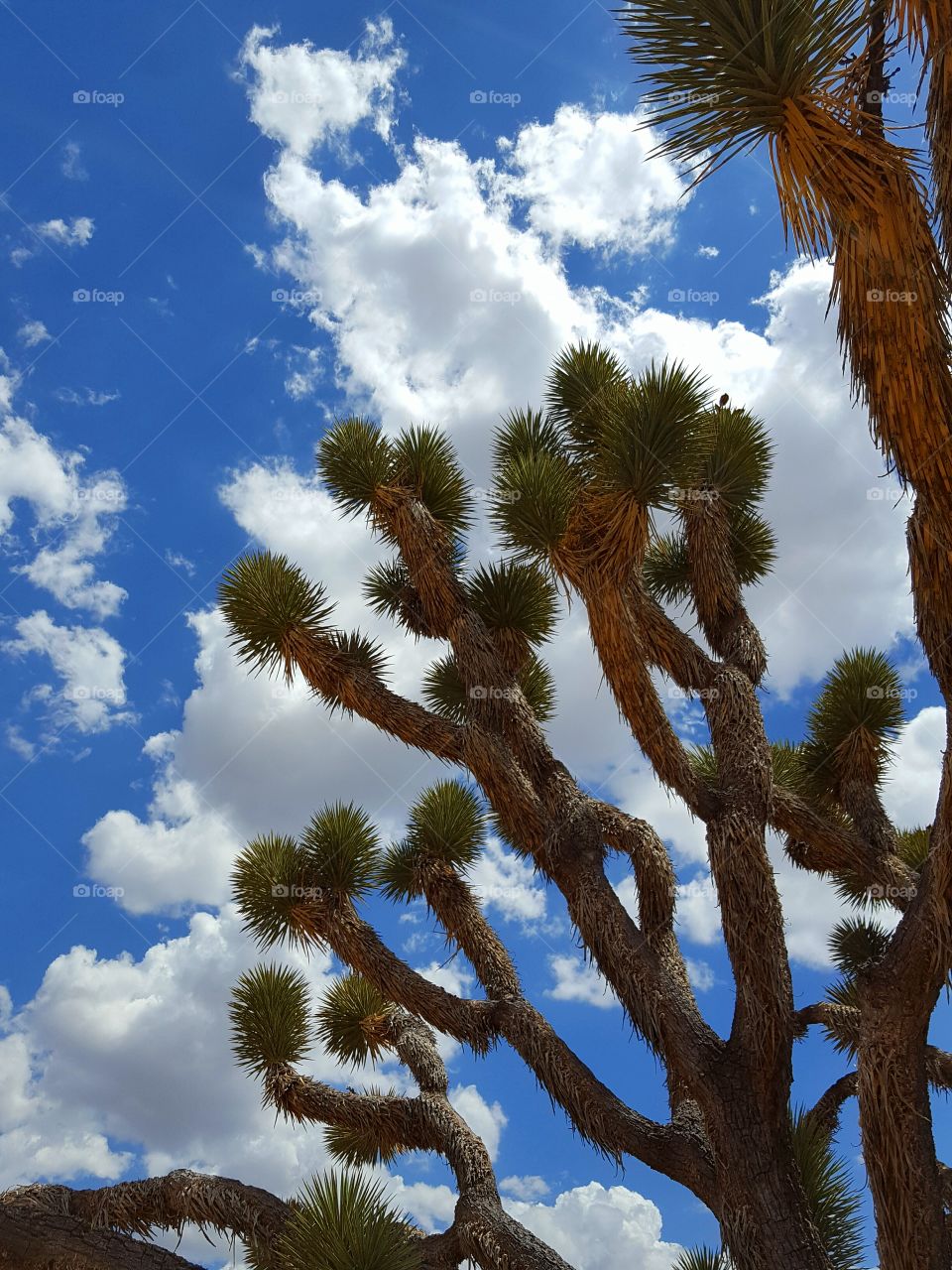 Low angle view of joshua tree