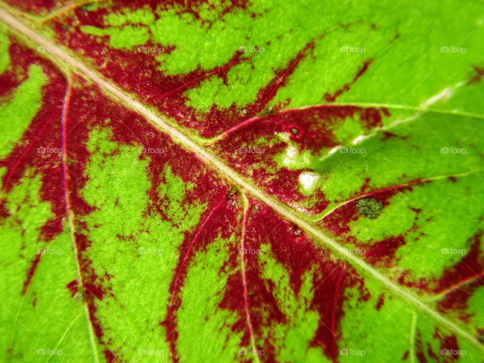 Beautiful Green red leaf Coleus amboinicus (Plectranthus amboinicus) or Coleus is a former genus of flowering plants in the family Lamiaceae