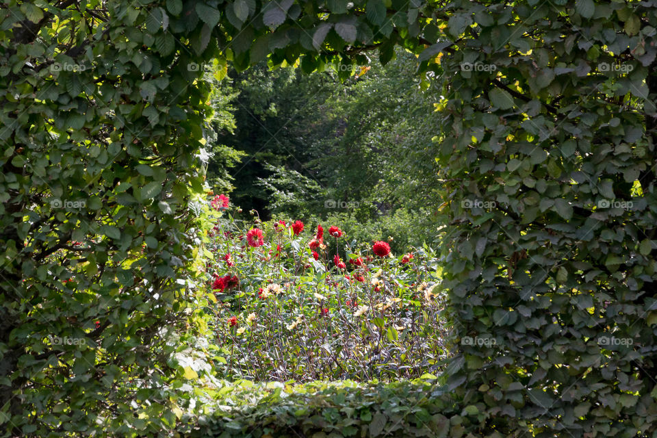Green leaves window in the garden, rectangle 