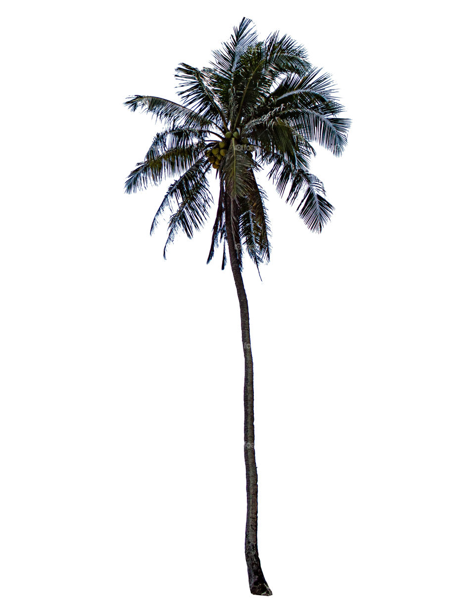 Isolated coconut trees on a white background with clipping path.