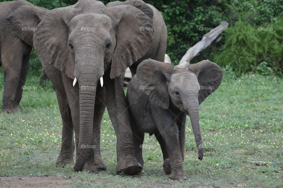 Mommy and baby African elephant 