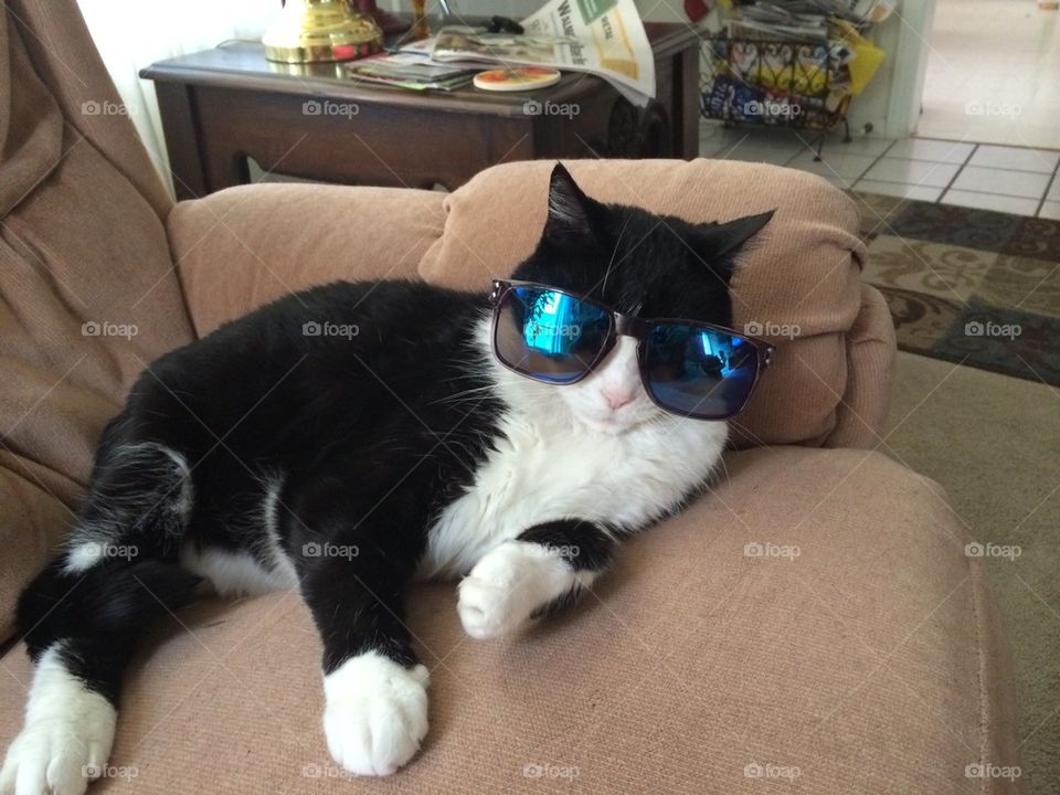 One cool kitty