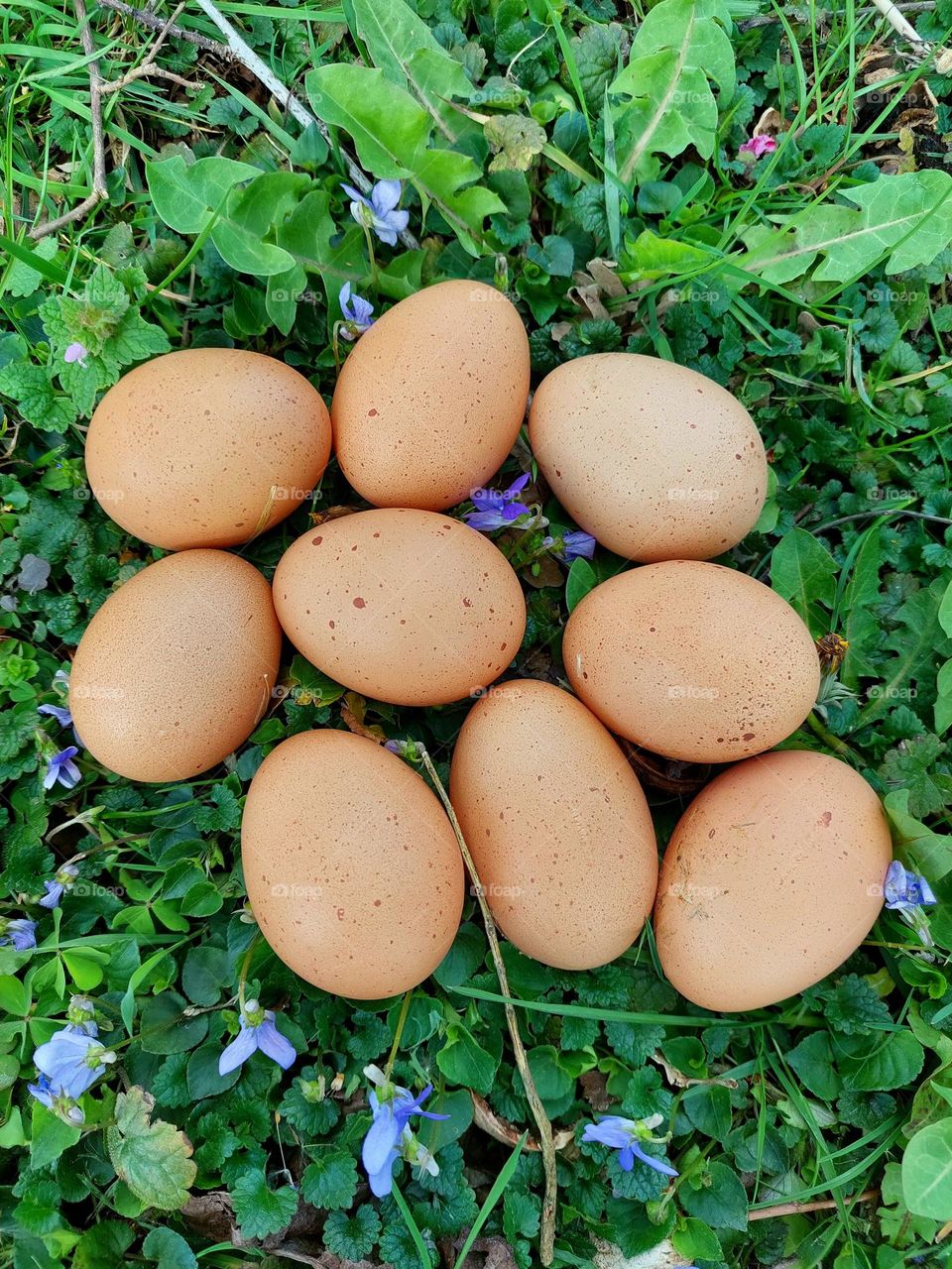 Spring eggs