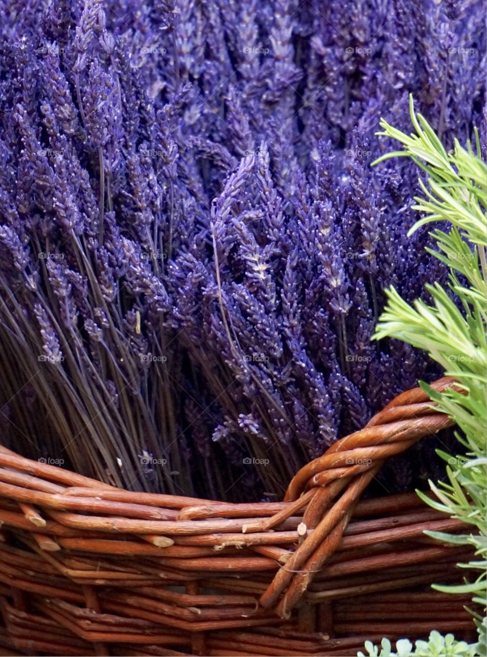 Lavanda