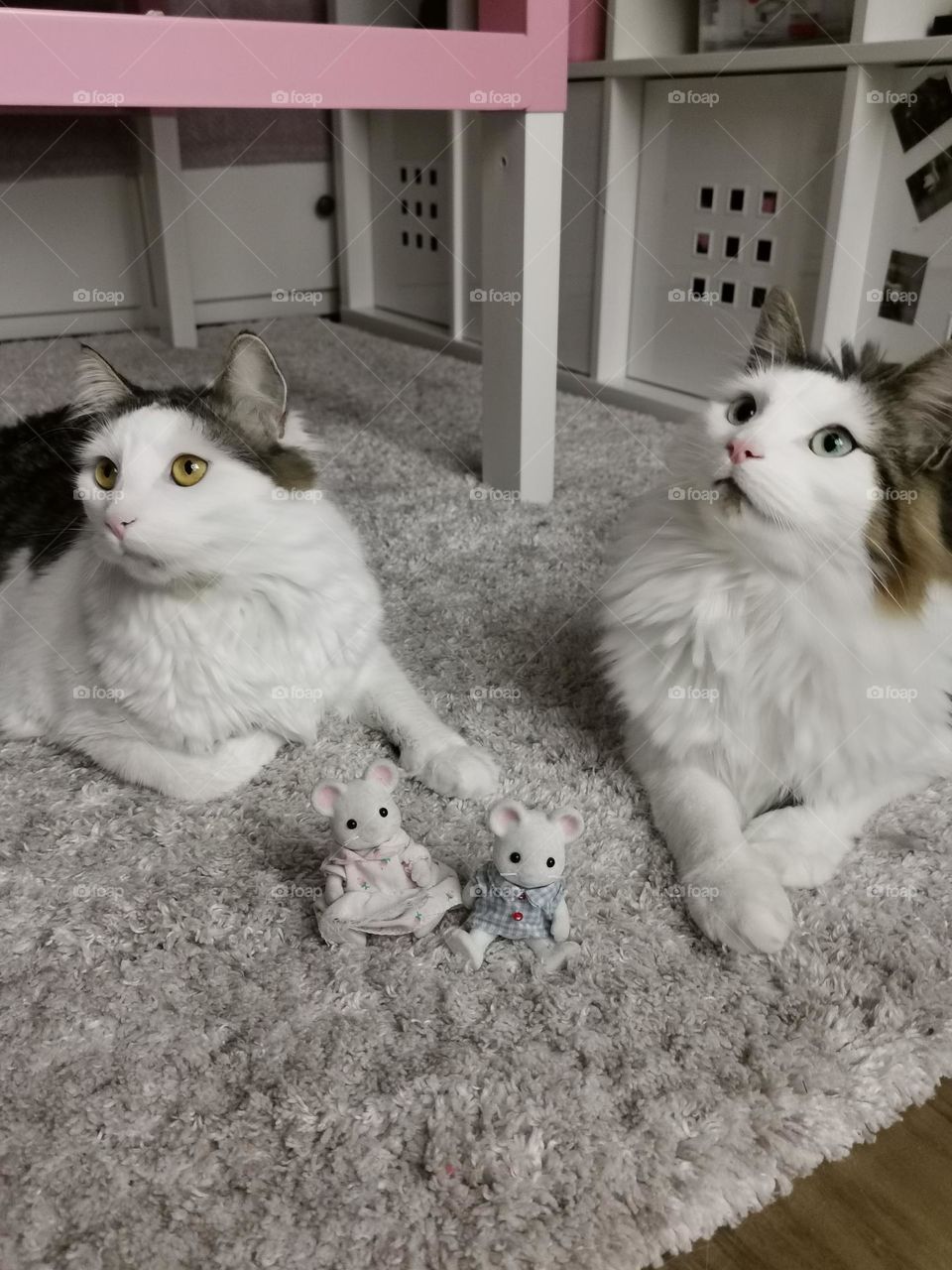 Two cute cats with little mouse toys.