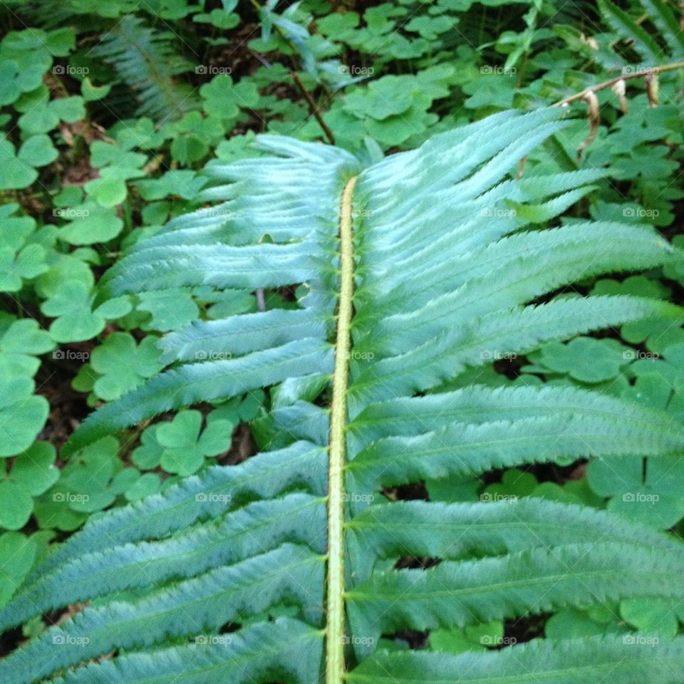 Fern