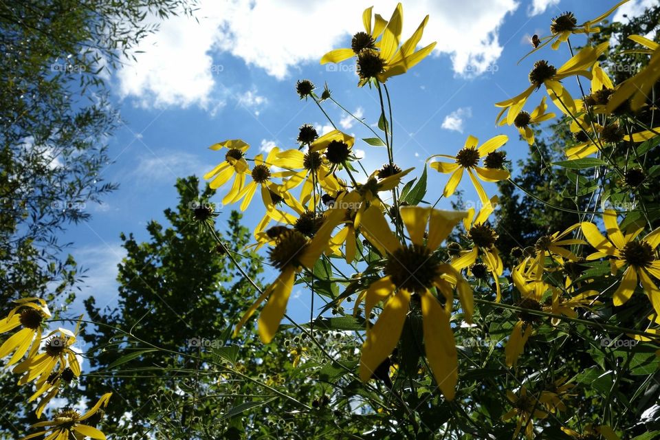 ~iKandiPhotography~ Yellow Flowers Blue Sky