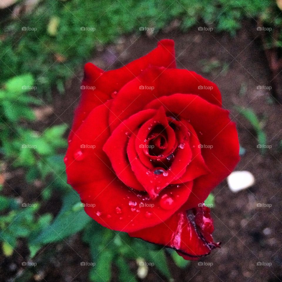 🌹 🇺🇸 Very beautiful flowers to brighten our day.  Live nature and its beauty. Did you like the delicate petals? / 🇧🇷 Flores muito bonitas para alegrar nosso dia. Viva a natureza e sua beleza. Gostaram das pétalas delicadas? 