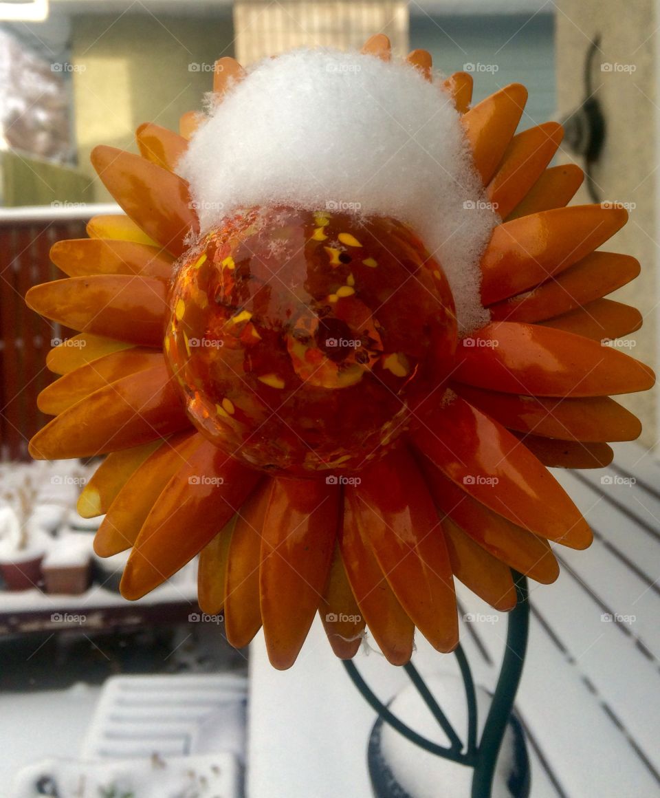 Sunflower with snow