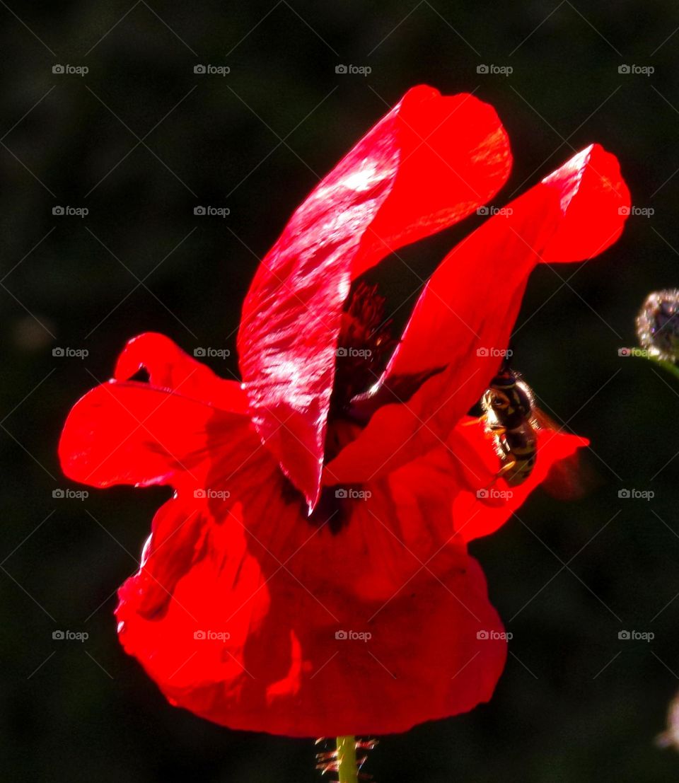 Biene fliegt auf Mohnblume