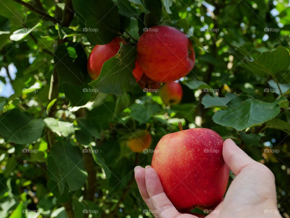 Picking apple from apple tree