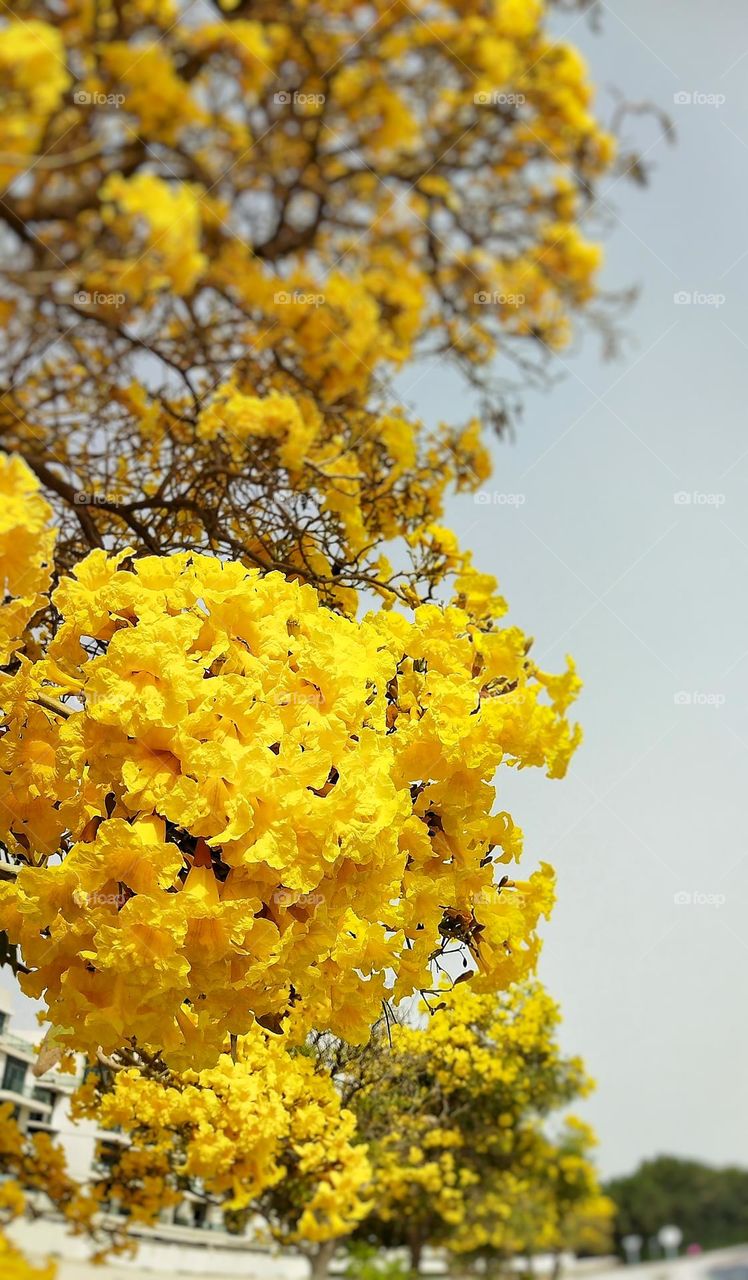 beautiful yellow tree flowers with blurred  background , closeup , focus , natural background