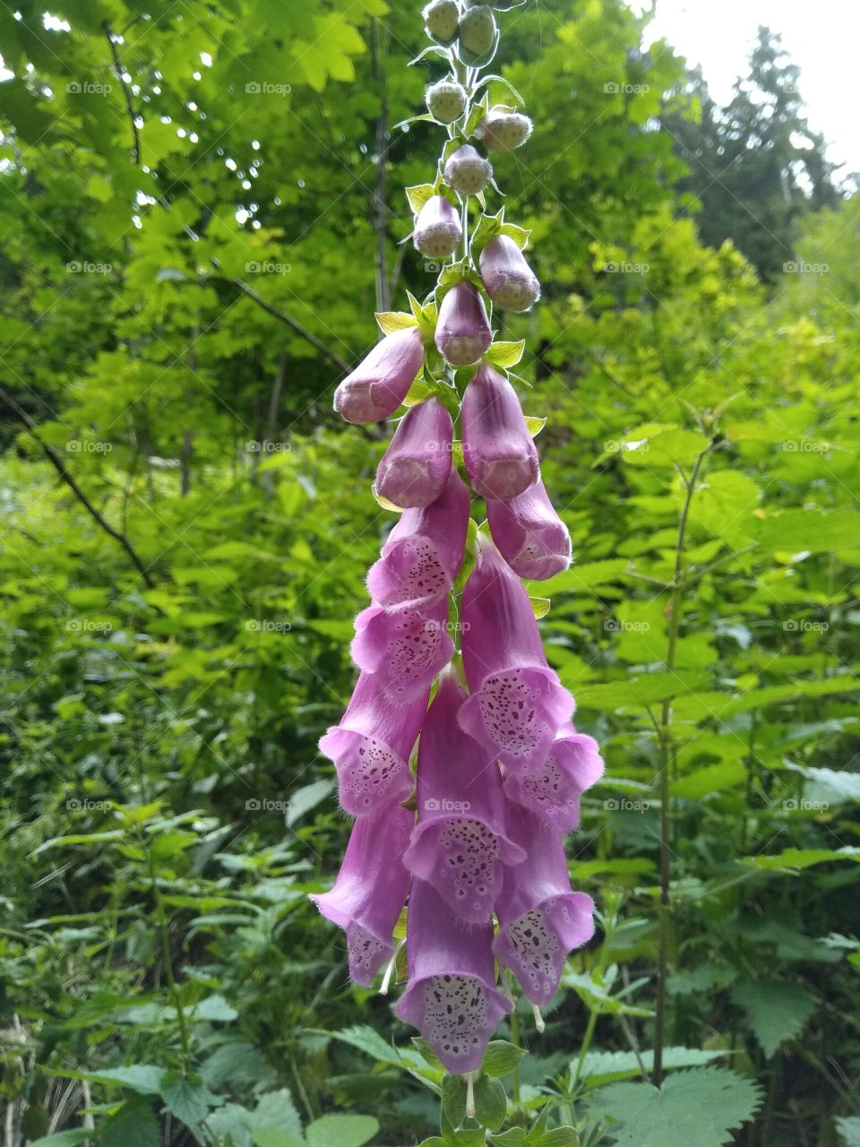 Bad Wildbad Schwarzwald