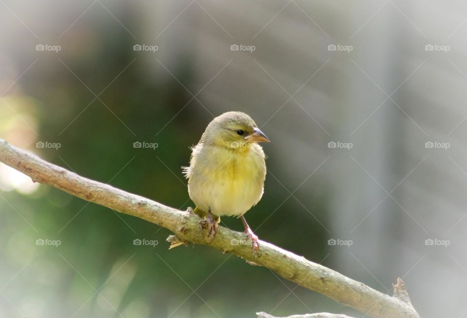 Juvenile cape weaver bird