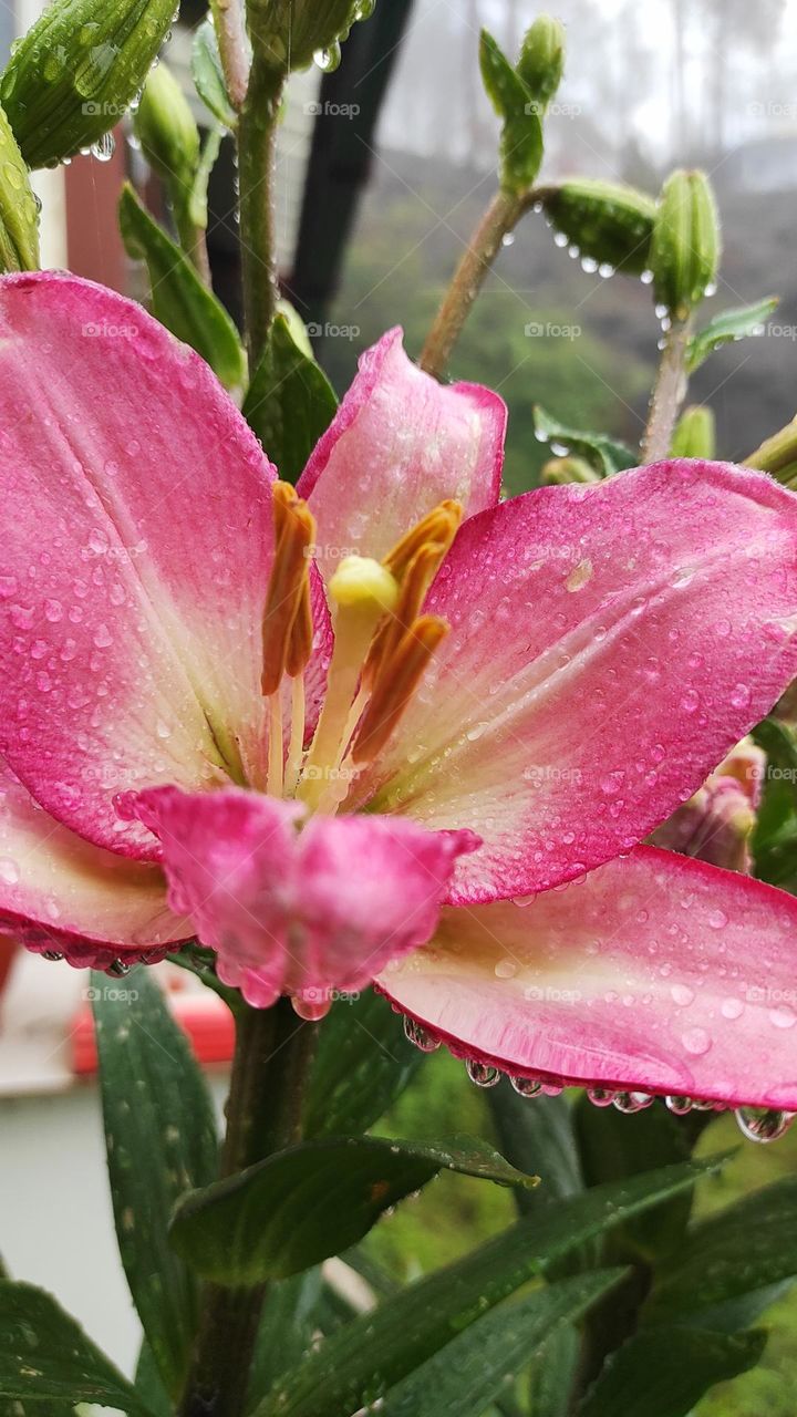 Pink Lily