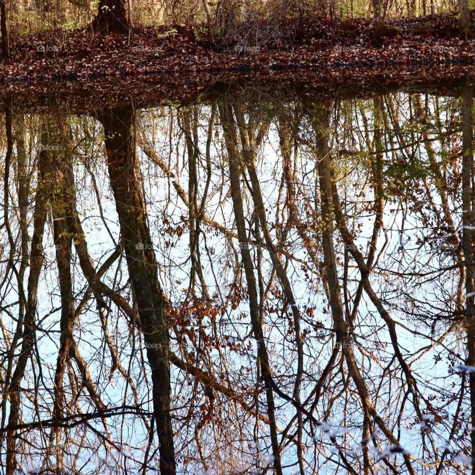seeing double trees by a pond