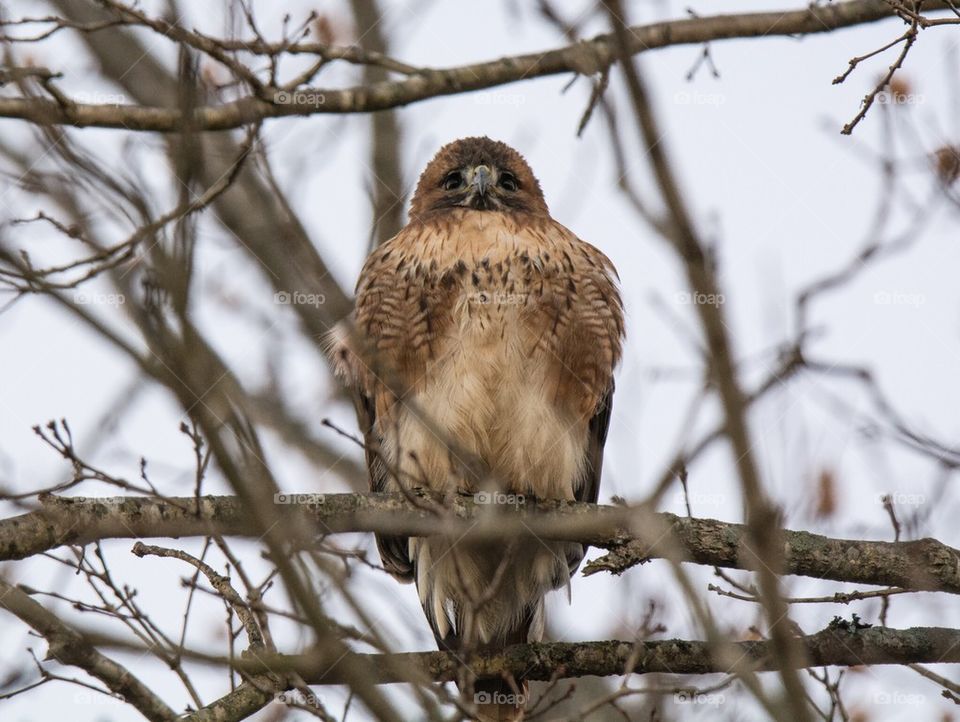 Hawk sitting in tree