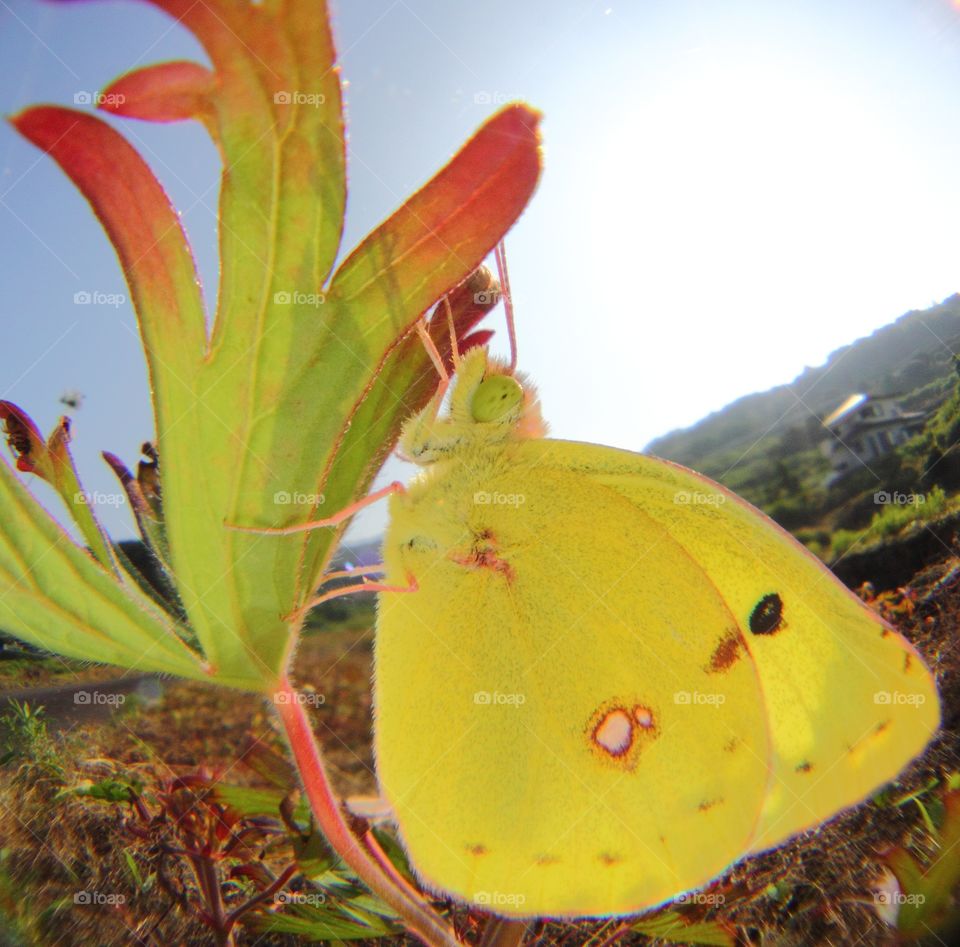 Yellow Butterly