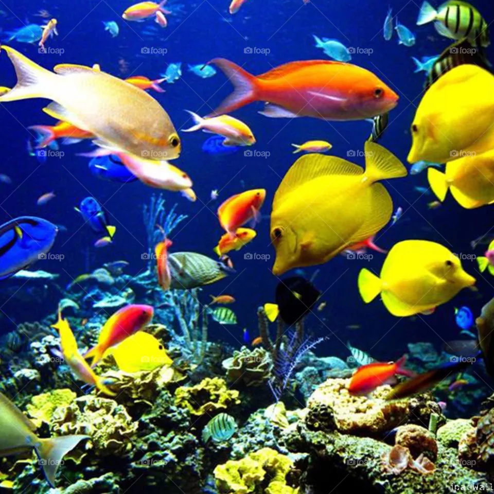 Fish tank 