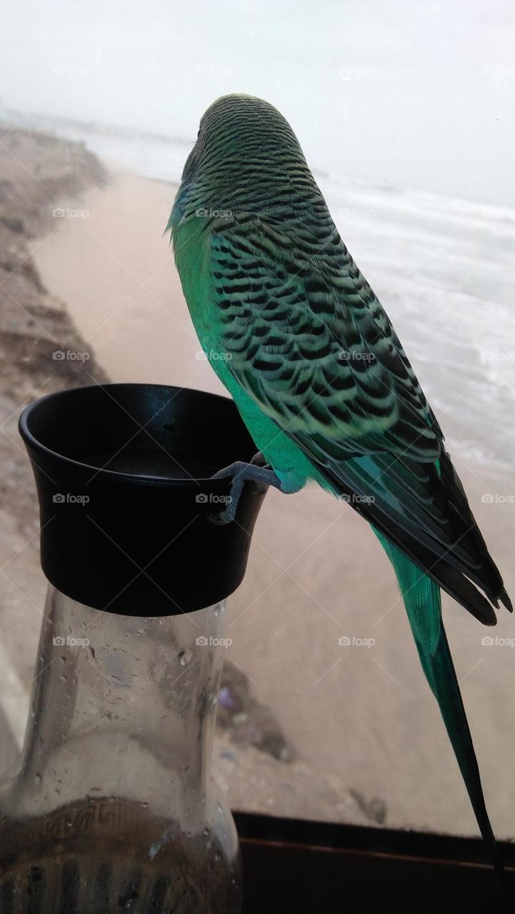 My lover parrot perching on bottle.