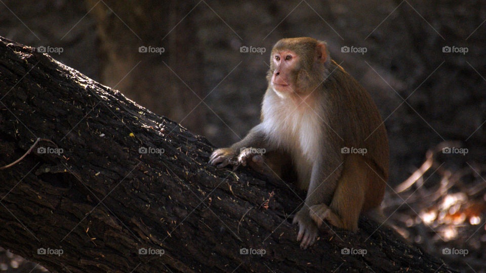 Monkey sitting on the bark of a tree, taking in the afternoon sun and looking out for its family.