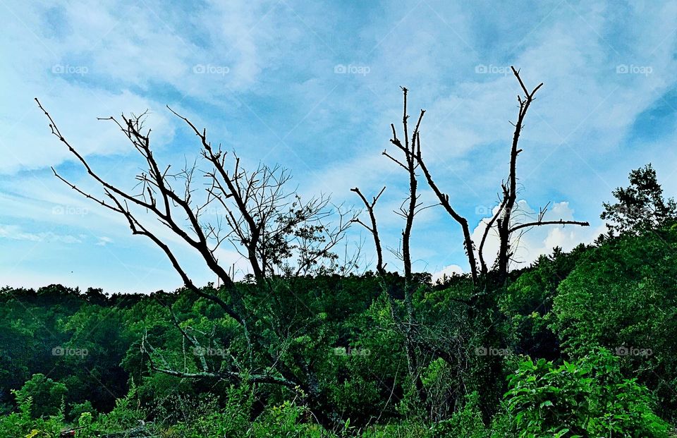 Bare tree in forest