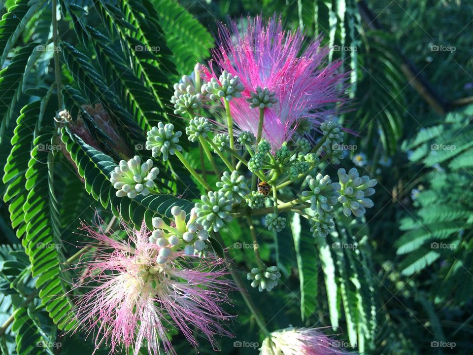 ladybug sitting on plants