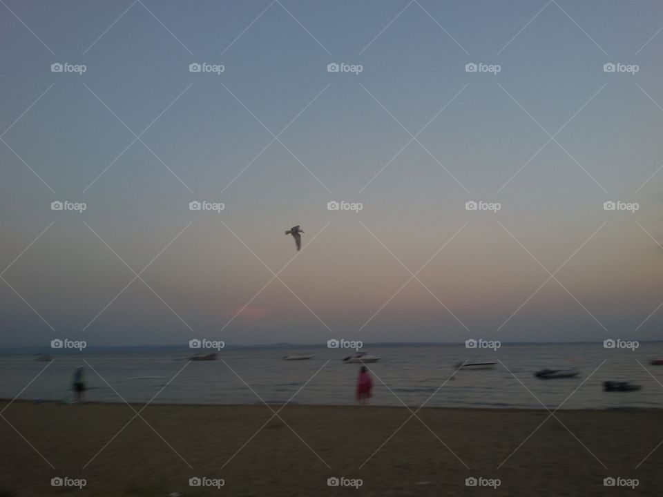 Seagull flying over the beach