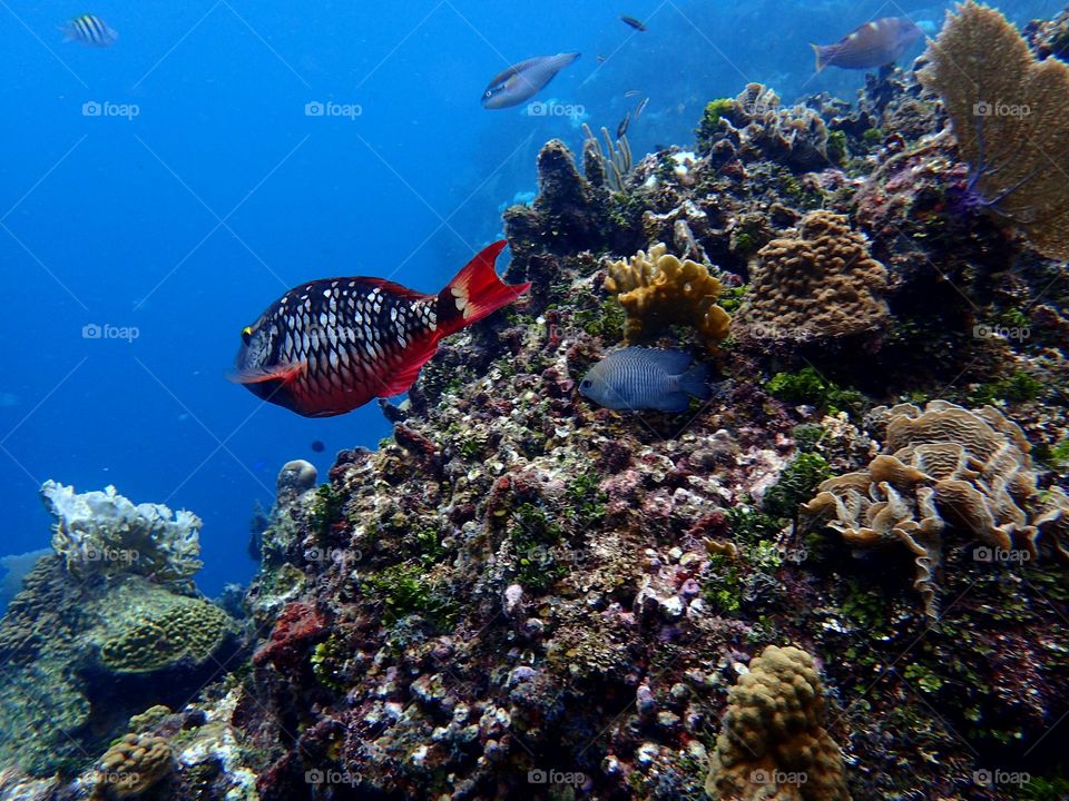 Ocean Fish Roatan Honduras