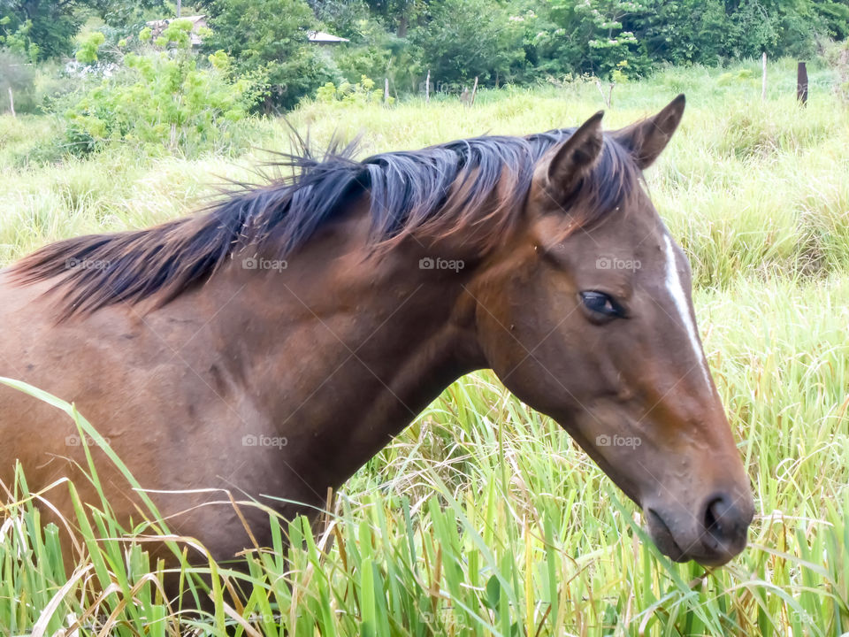 Close-up of Horse