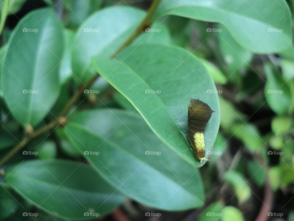 catepillars eat light green leaves