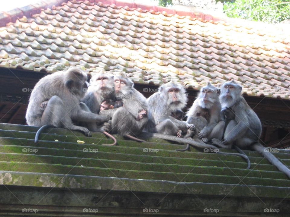 Monkey Meeting 
