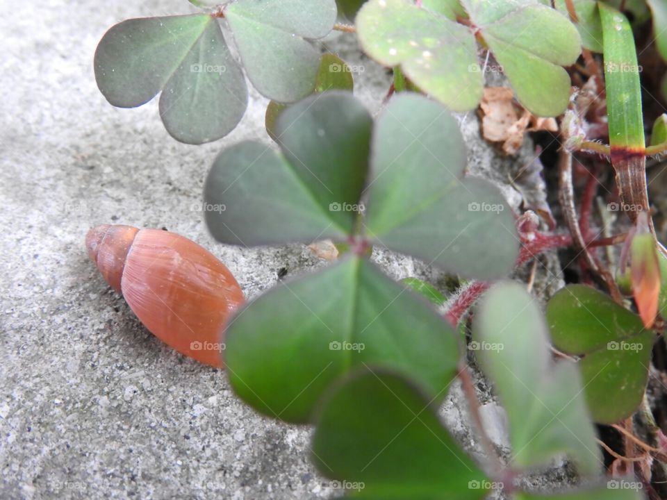 A little garden snail beneath the clover