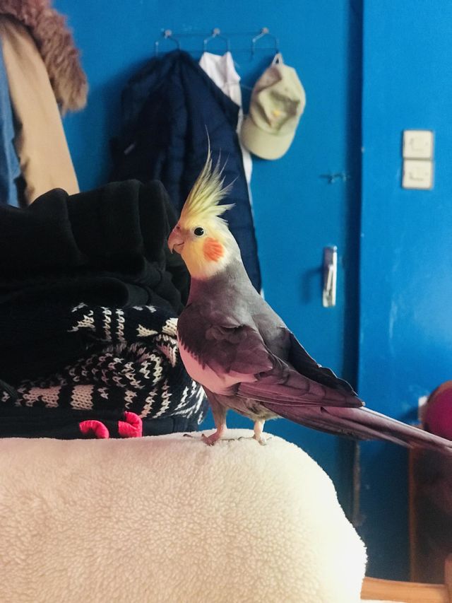 Bird lovely